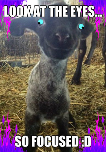  Baby agnello