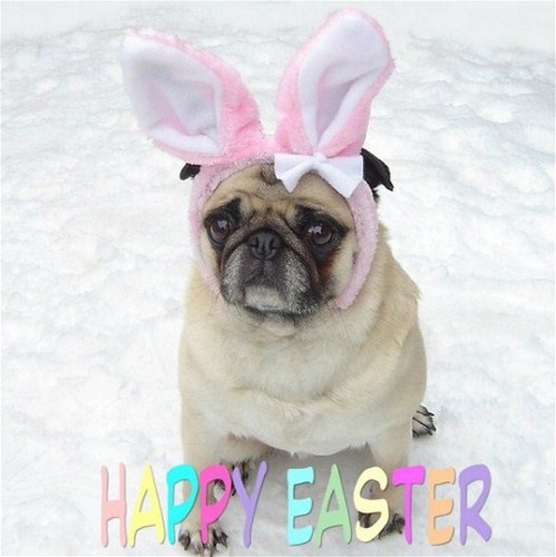  Cute Pug Easter Bunny