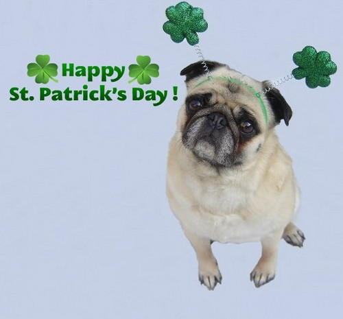  Cute Pug Happy St. Patrick's Day!