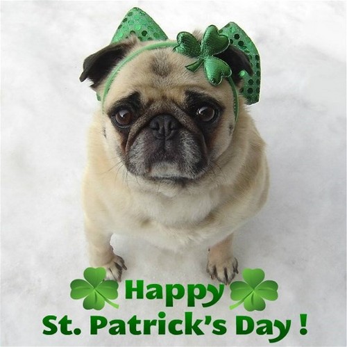  Cute Pug St. Patrick's siku Diva!