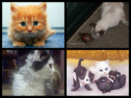  Many cute Кошки