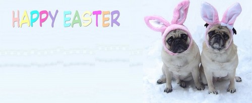  Pug Easter フェイスブック Cover 写真