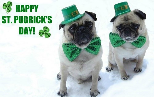  Pug St. Patrick's Tag (St. Pugrick's Day)