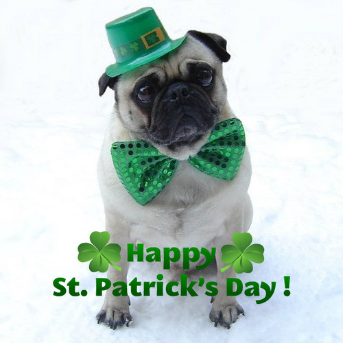  Pug St. Patrick's jour