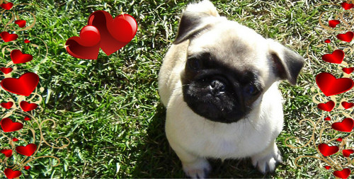  Pug Valentine Facebook Cover foto