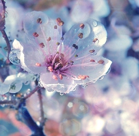  beautiful spring 花
