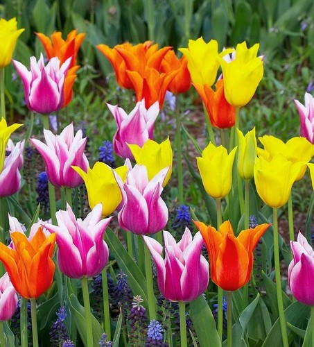  beautiful tulips