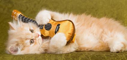  cat guitare