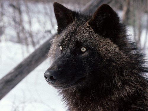  cool serigala, wolf pics