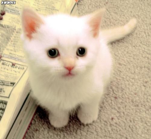  cute little white kitten