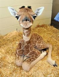  Cute Baby Giraffe