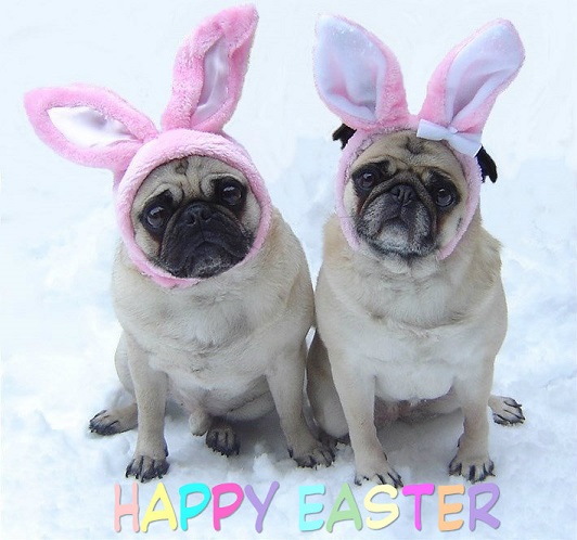 Cute Pug Bunnies Happy Easter