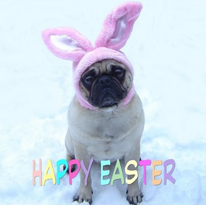  Cute Pug Easter Bunny