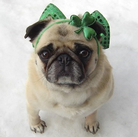  Cute Pug St. Patrick día Diva