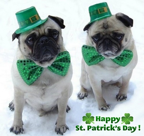  Cute Pugs St. Patrick's dag