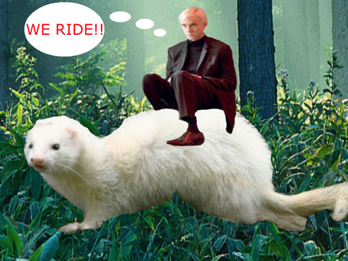  Draco's penyelidik, ferret