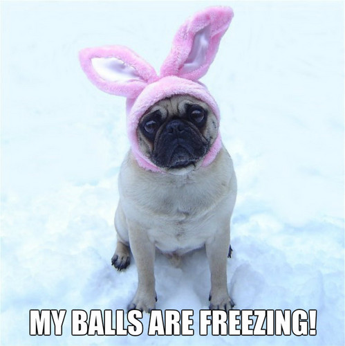  Funny Dog Meme 'My balls are freezing!'