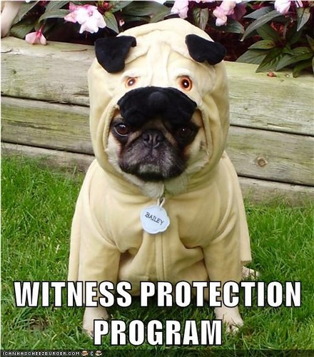  Funny Meme Pug Costume
