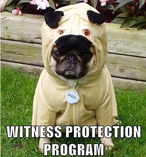  Funny Pug Costume Meme Witness Protection