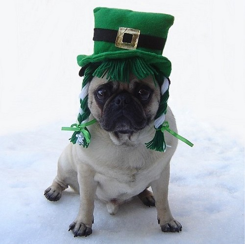  Funny Pug St. Patrick's dag