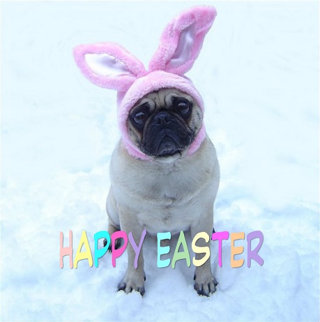  Funny Sad Pug Dog Easter Bunny