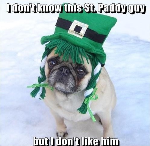 Funny St. Patrick's Day Pug Dog Meme