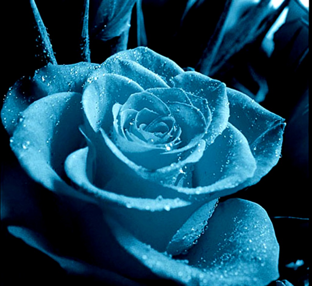 Rose - Flowers Photo (33903542) - Fanpop