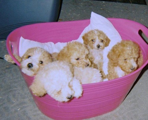  Toy Poodle Puppies!