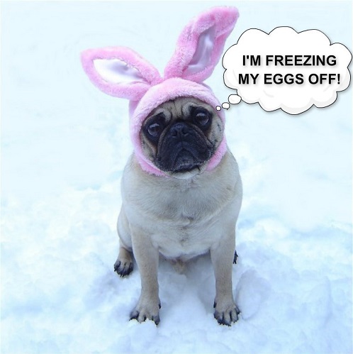 Funny Pug Easter Bunny Dog Meme