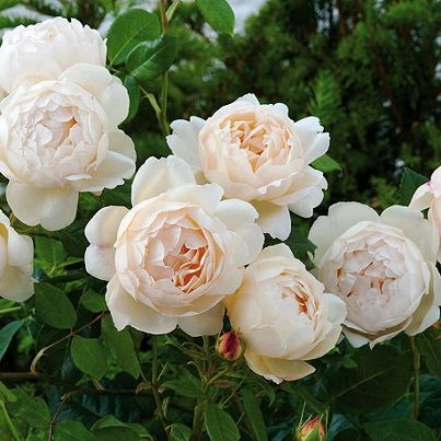Rose - Roses Photo (34003595) - Fanpop