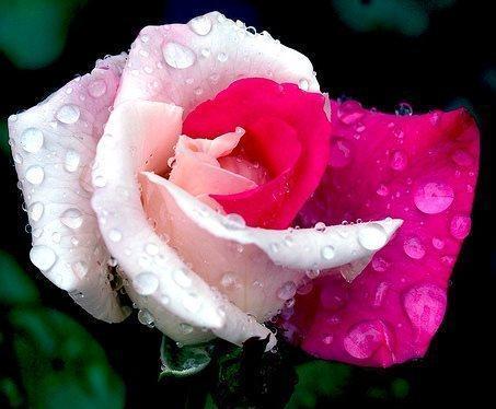  beautiful white and गुलाबी rose