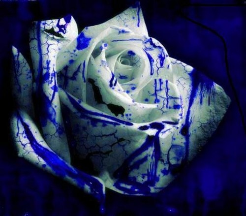  white and blue rose
