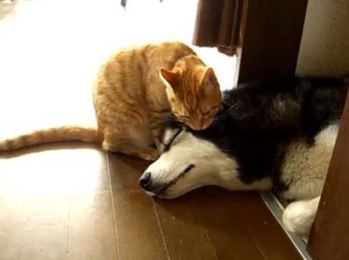  Kitty & Dog