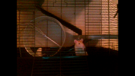  My Pet Rats Ben and Jerry