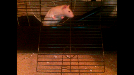  My Pet Rats Ben and Jerry