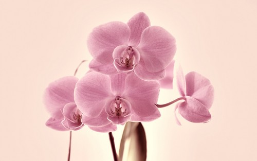  Orchid