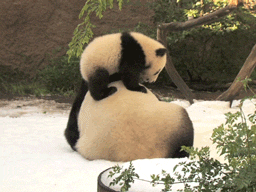  Pandas
