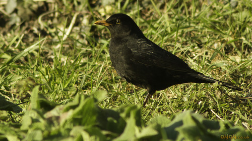  blackbird hopping on گھاس