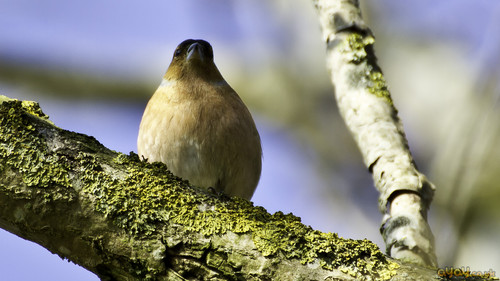  female chaffinch bird