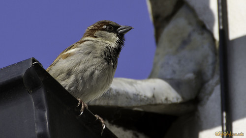  house sparrow