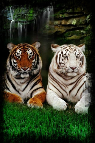 tigers
