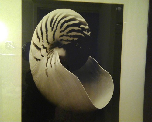 zebra shell