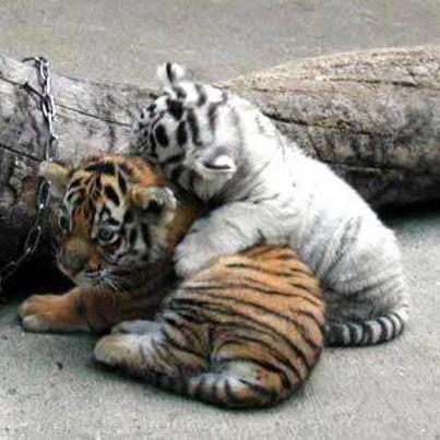  Adorable Tigerbabies