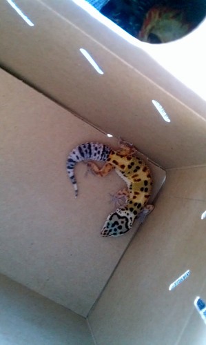  My leopard geco, gecko