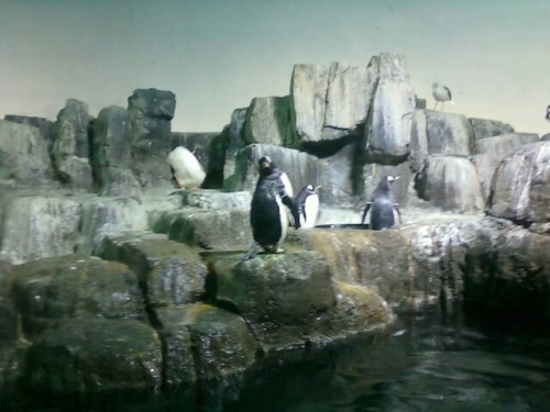  The Penguins in real life