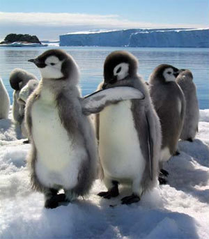  baby penguins