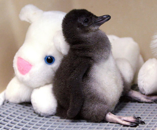  baby penguins