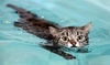  swimming cat