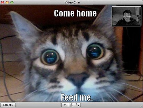  webcam cat