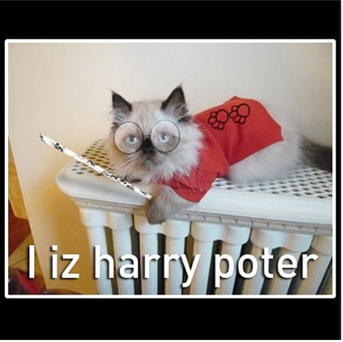  Kitty Potter